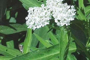 Asclepias 'Ice Ballet' 